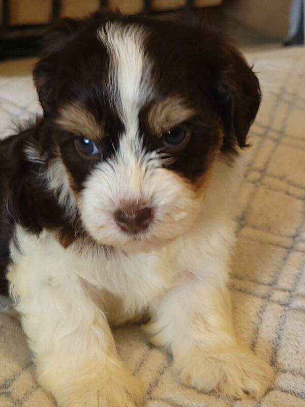 Choco's Female #1 Born 5/5/25 $2575 - Image 39