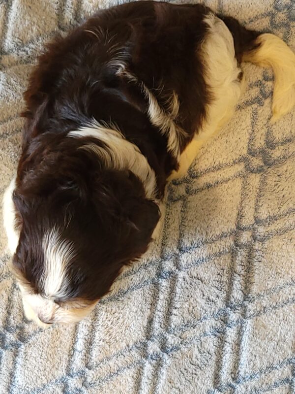 Choco's Female #1 Born 5/5/25 $2575 - Image 41