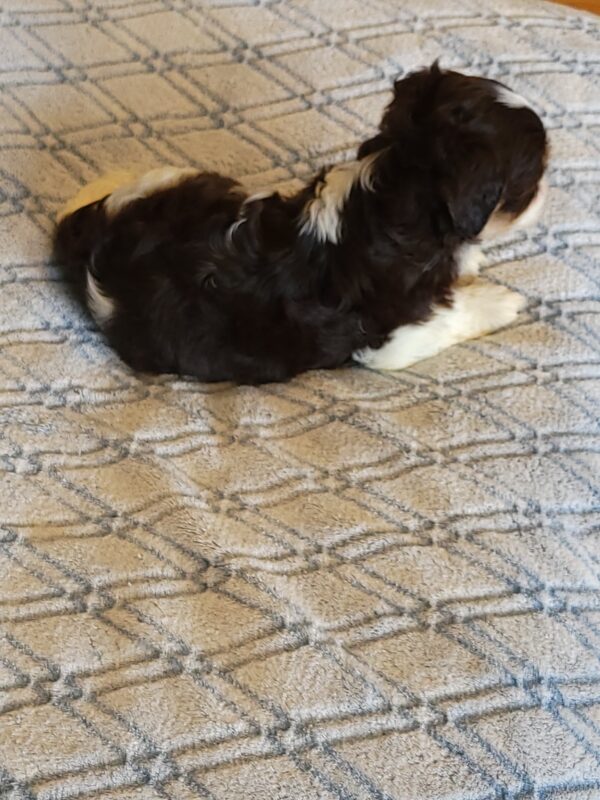 Choco's Female #1 Born 5/5/25 $2575 - Image 43