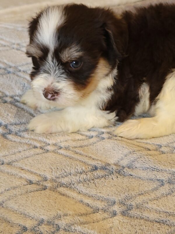 Choco's Male #2 Born 5/5/25 $2275 - Image 21