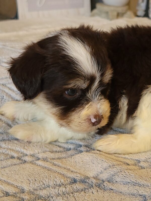 Choco's Male #2 Born 5/5/25 $2275 - Image 22