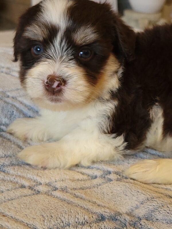 Choco's Male #2 Born 5/5/25 $2275 - Image 23