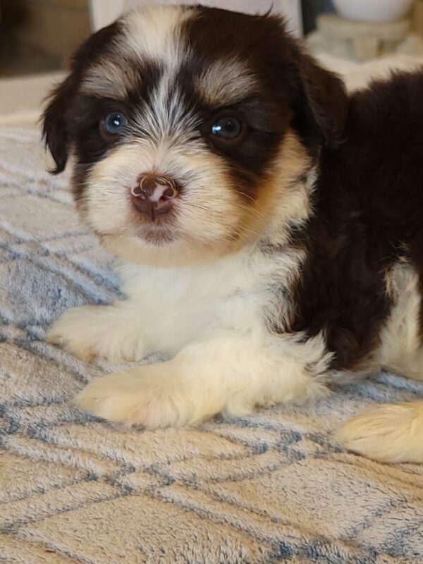 Choco's Male #2 Born 5/5/25 $2275 - Image 24