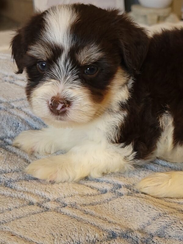 Choco's Male #2 Born 5/5/25 $2275 - Image 27