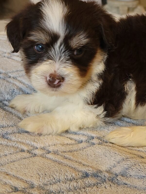 Choco's Male #2 Born 5/5/25 $2275