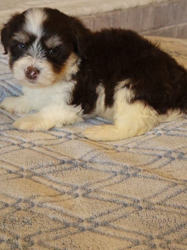 Choco's Male #2 Born 5/5/25 $2275 - Image 25