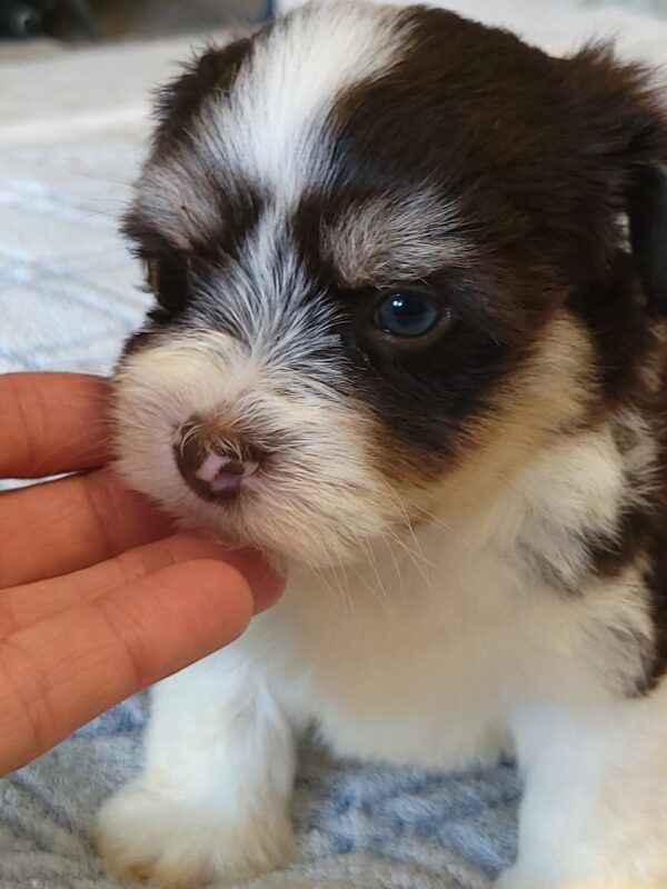 Choco's Male #2 Born 5/5/25 $2275 - Image 28