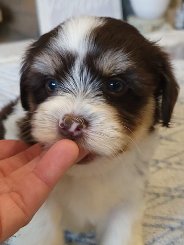 Choco's Male #2 Born 5/5/25 $2275 - Image 29