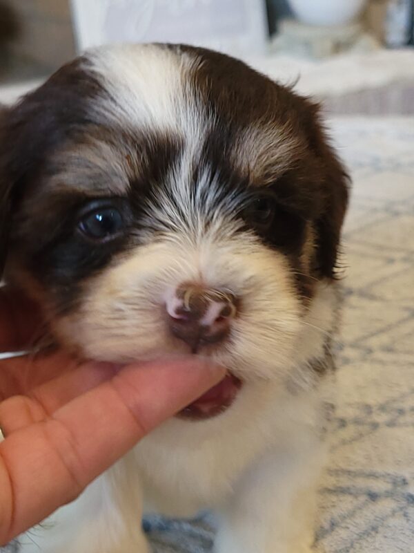Choco's Male #2 Born 5/5/25 $2275 - Image 30