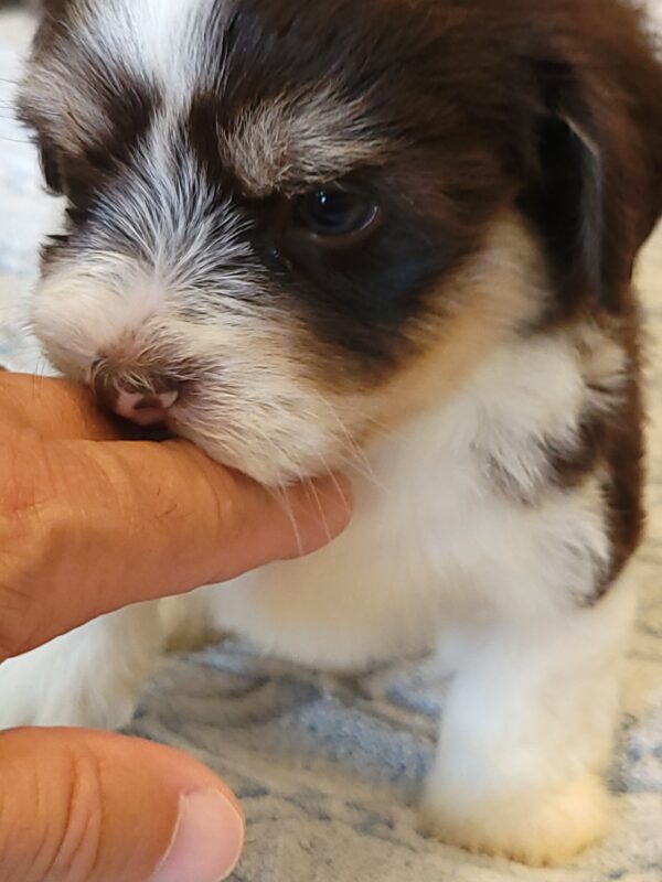 Choco's Male #2 Born 5/5/25 $2275 - Image 33