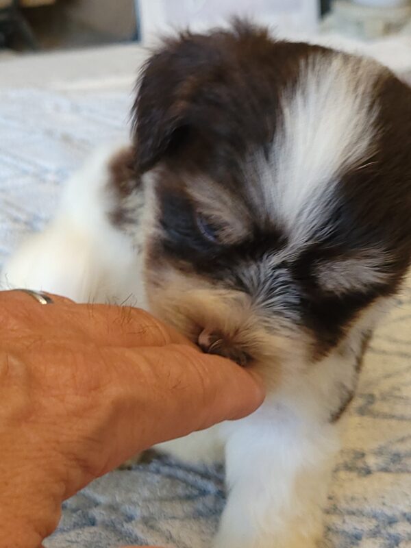 Choco's Male #2 Born 5/5/25 $2275 - Image 32