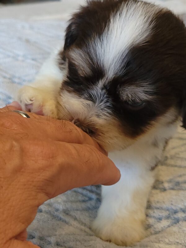 Choco's Male #2 Born 5/5/25 $2275 - Image 31