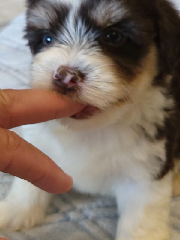 Choco's Male #2 Born 5/5/25 $2275 - Image 34