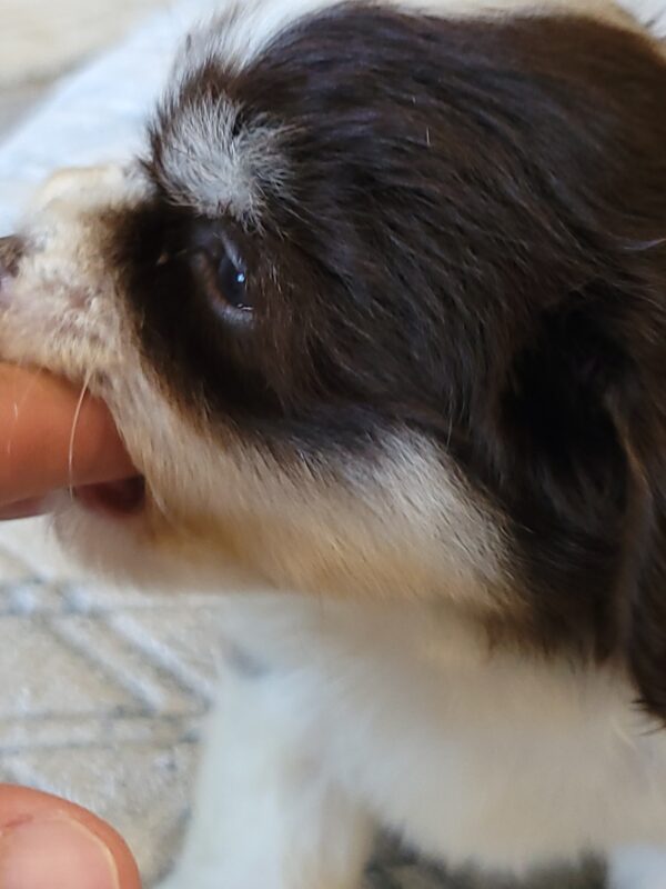 Choco's Male #2 Born 5/5/25 $2275 - Image 35