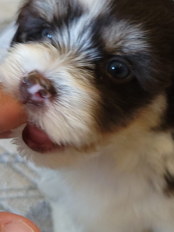 Choco's Male #2 Born 5/5/25 $2275 - Image 36