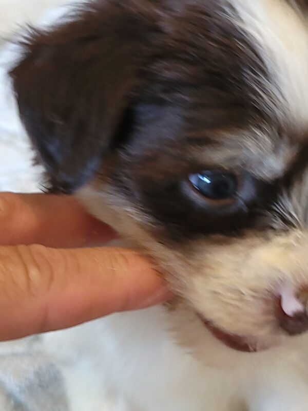 Choco's Male #2 Born 5/5/25 $2275 - Image 39