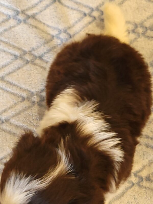 Choco's Male #2 Born 5/5/25 $2275 - Image 38