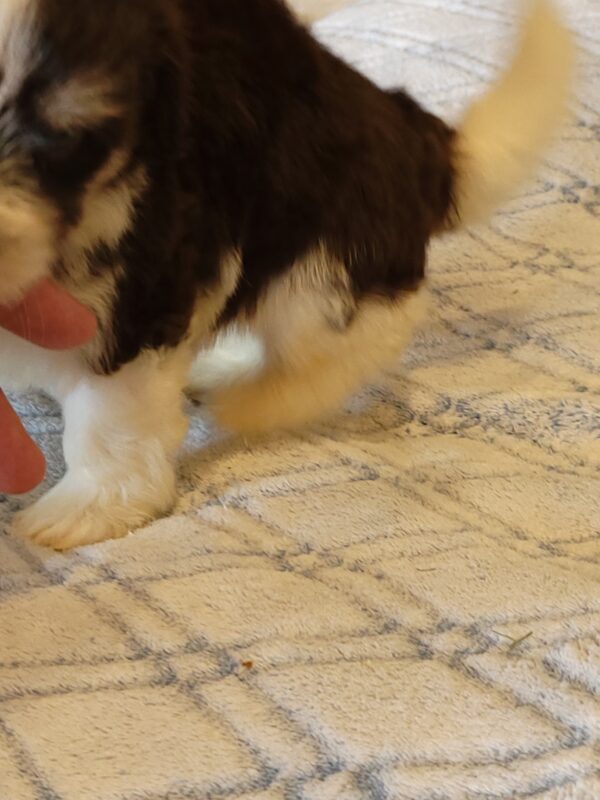 Choco's Male #2 Born 5/5/25 $2275 - Image 37