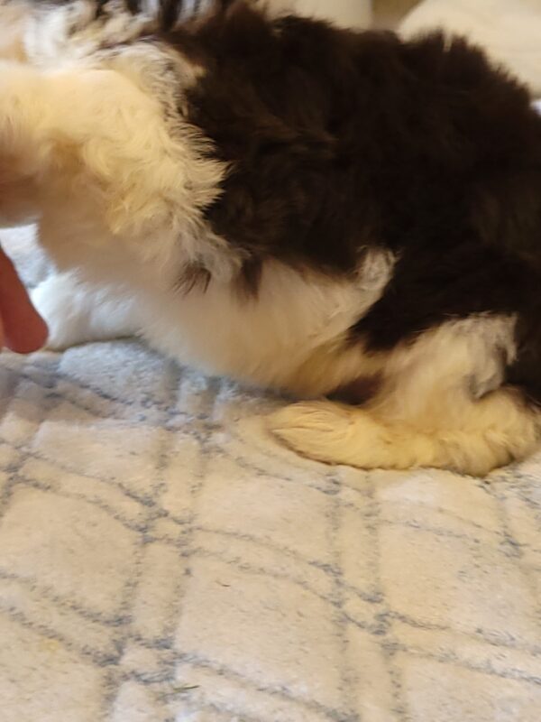Choco's Male #2 Born 5/5/25 $2275 - Image 40