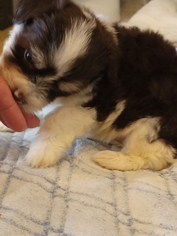 Choco's Male #2 Born 5/5/25 $2275 - Image 41