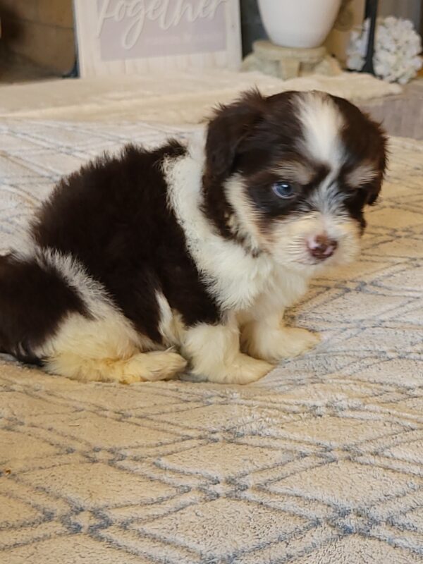 Choco's Male #2 Born 5/5/25 $2275 - Image 43