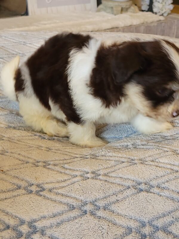 Choco's Male #2 Born 5/5/25 $2275 - Image 44