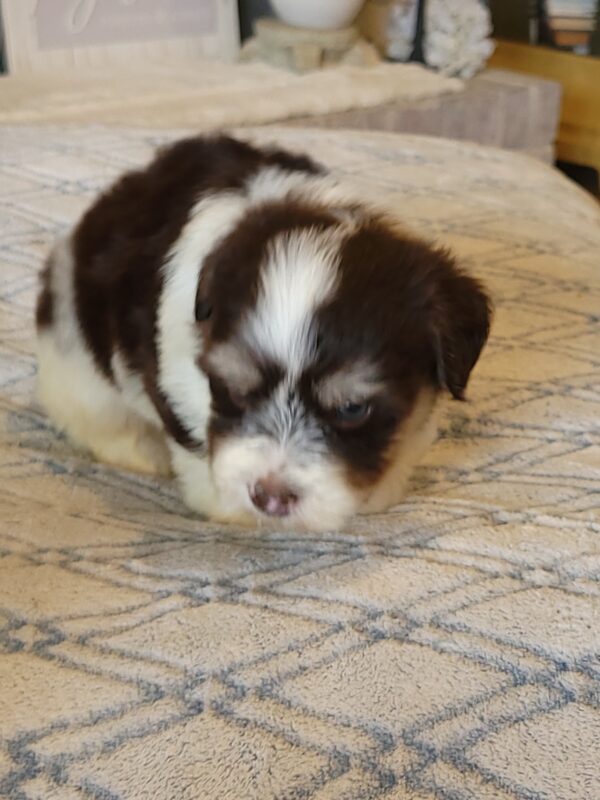 Choco's Male #2 Born 5/5/25 $2275 - Image 45