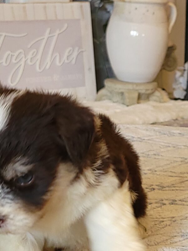 Choco's Male #2 Born 5/5/25 $2275 - Image 46