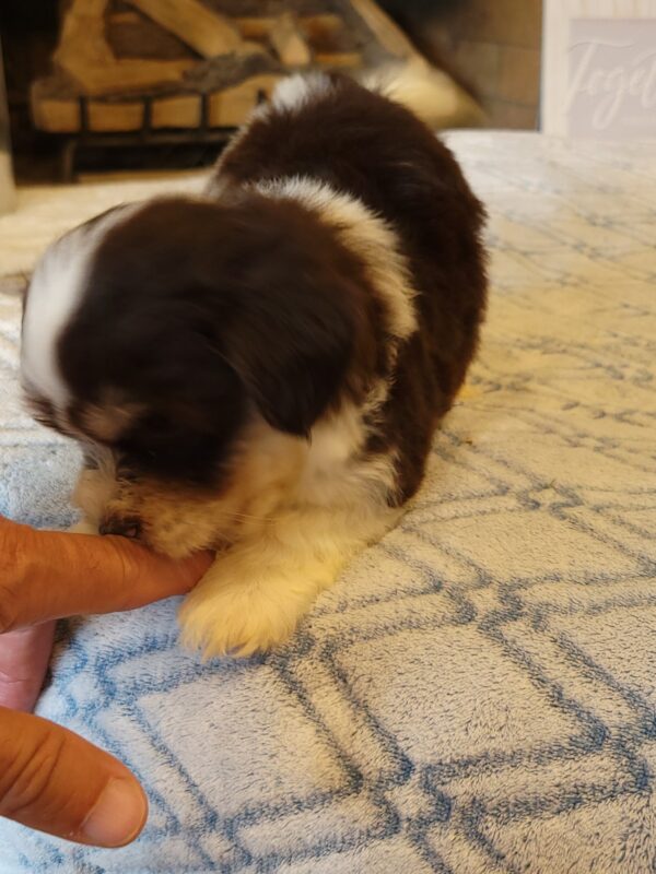 Choco's Male #2 Born 5/5/25 $2275 - Image 47