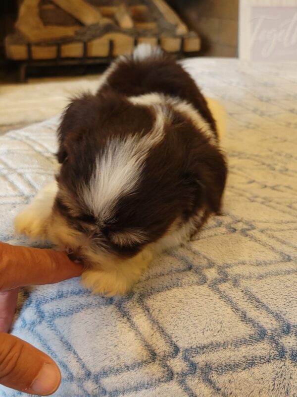 Choco's Male #2 Born 5/5/25 $2275 - Image 48