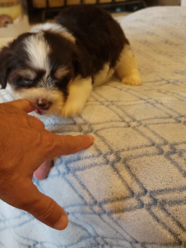 Choco's Male #2 Born 5/5/25 $2275 - Image 49