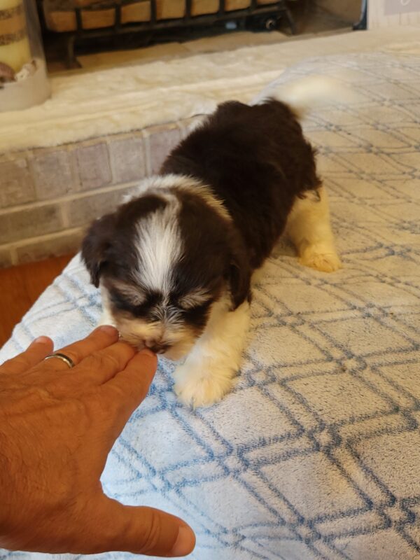 Choco's Male #2 Born 5/5/25 $2275 - Image 50