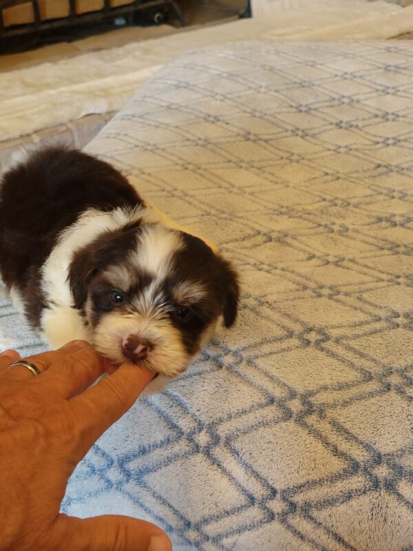 Choco's Male #2 Born 5/5/25 $2275 - Image 51