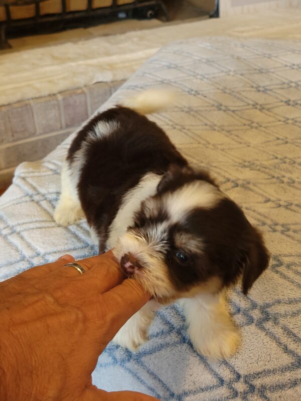 Choco's Male #2 Born 5/5/25 $2275 - Image 52