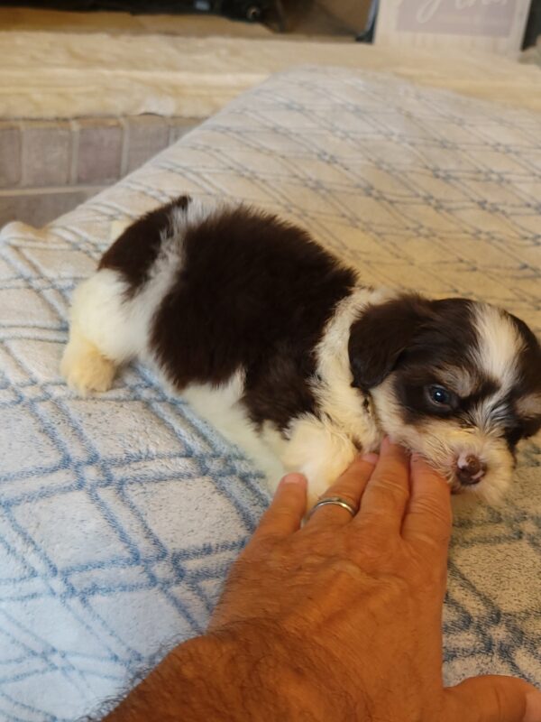 Choco's Male #2 Born 5/5/25 $2275 - Image 53