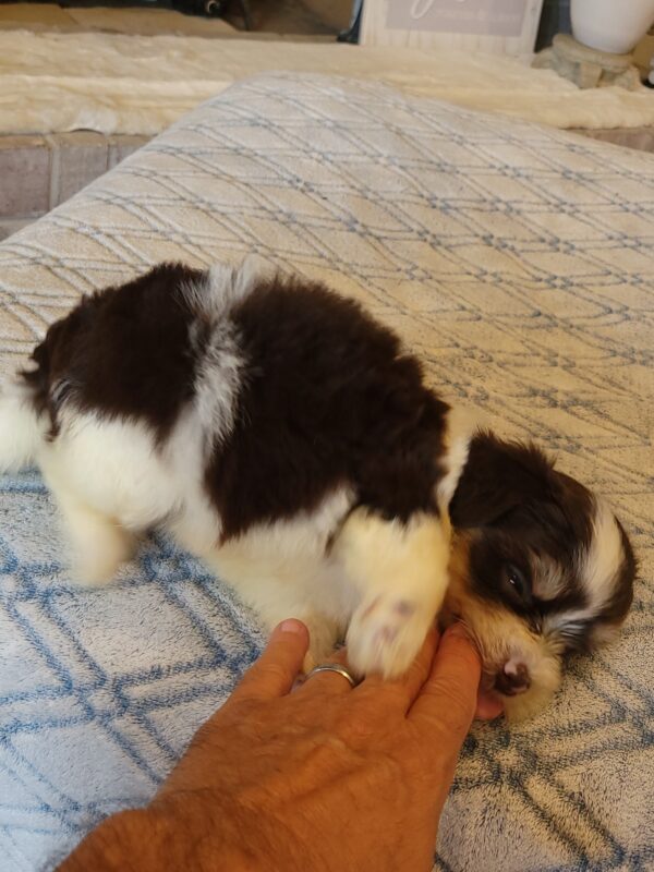 Choco's Male #2 Born 5/5/25 $2275 - Image 54