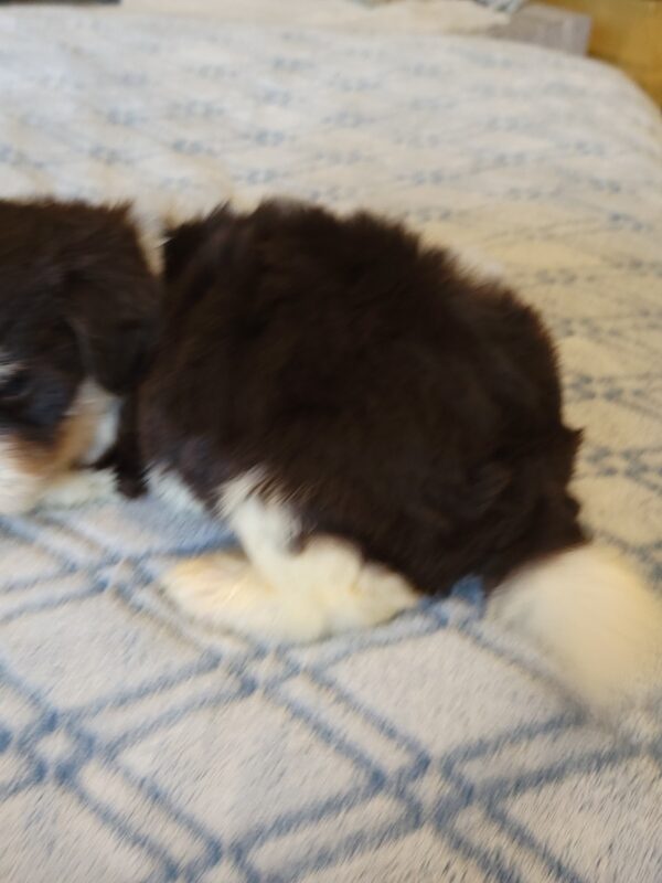 Choco's Male #2 Born 5/5/25 $2275 - Image 55