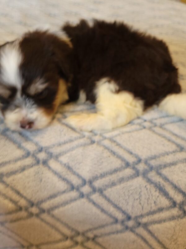 Choco's Male #2 Born 5/5/25 $2275 - Image 56
