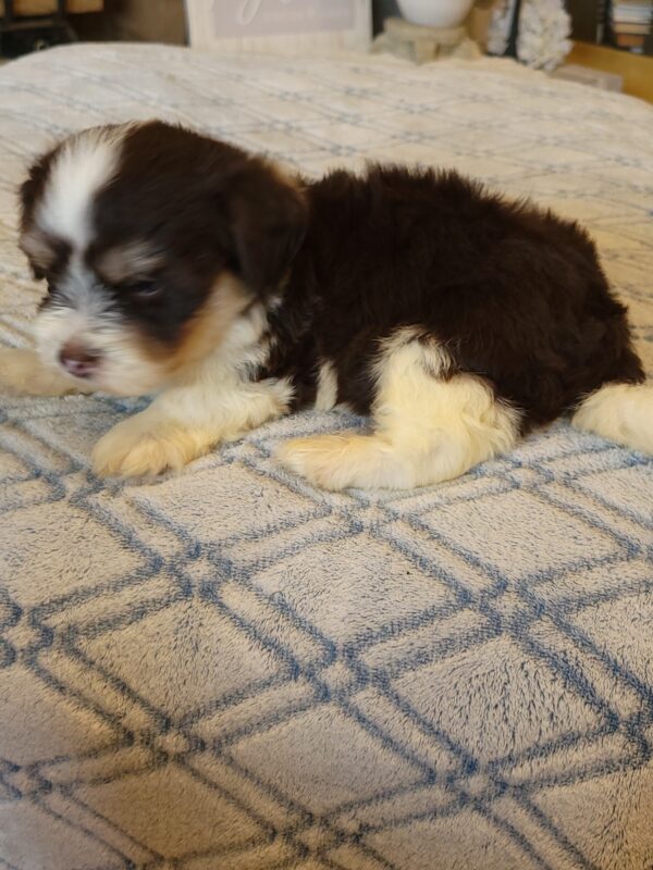 Choco's Male #2 Born 5/5/25 $2275 - Image 57