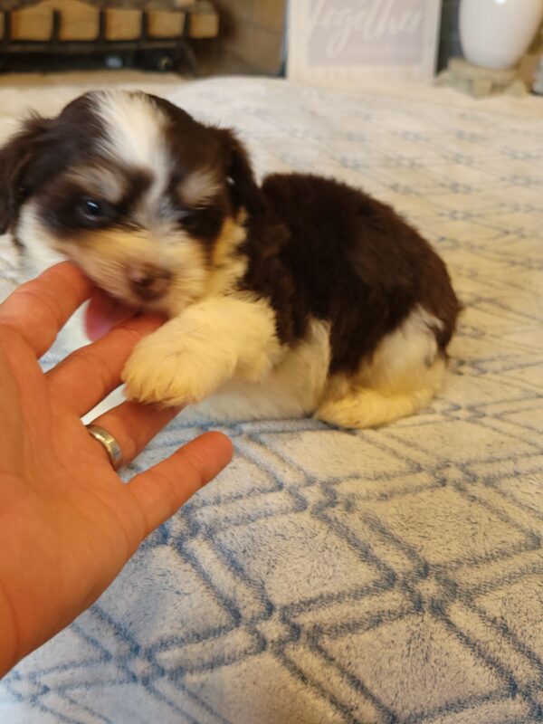Choco's Male #2 Born 5/5/25 $2275 - Image 58