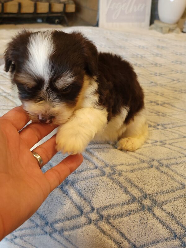 Choco's Male #2 Born 5/5/25 $2275 - Image 59