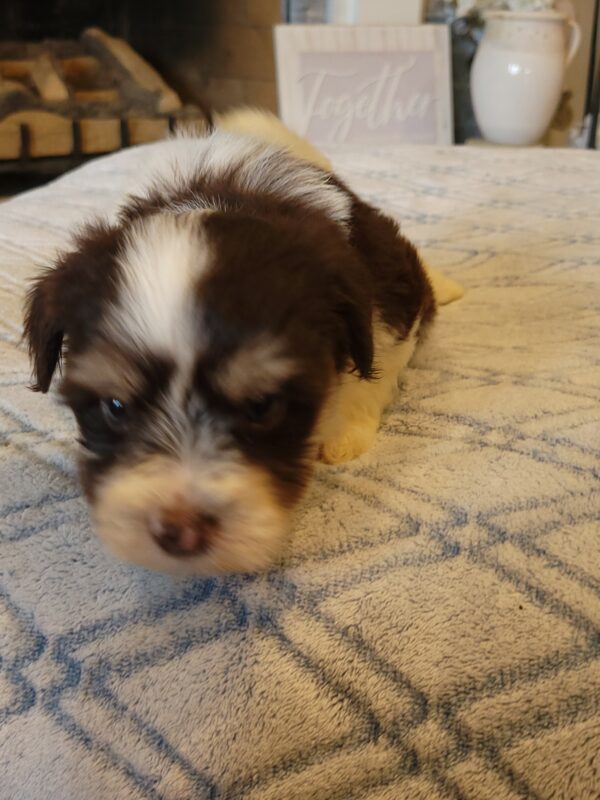 Choco's Male #2 Born 5/5/25 $2275 - Image 60