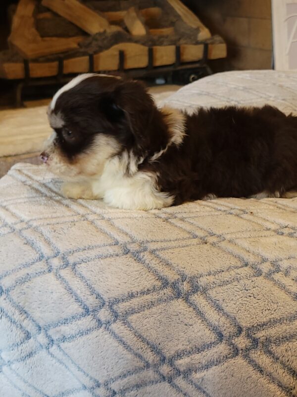 Choco's Male #2 Born 5/5/25 $2275 - Image 62