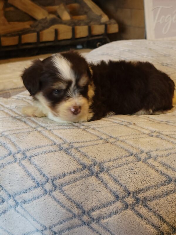 Choco's Male #2 Born 5/5/25 $2275 - Image 61