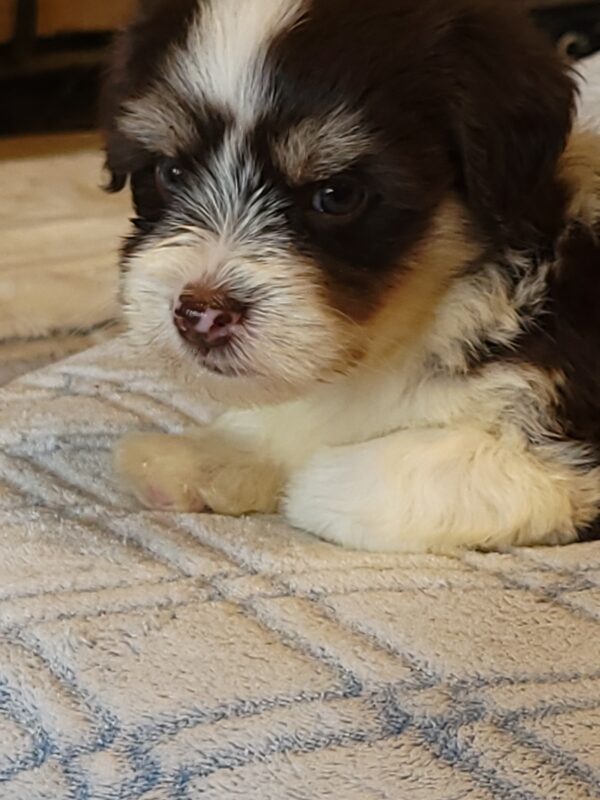 Choco's Male #2 Born 5/5/25 $2275 - Image 64
