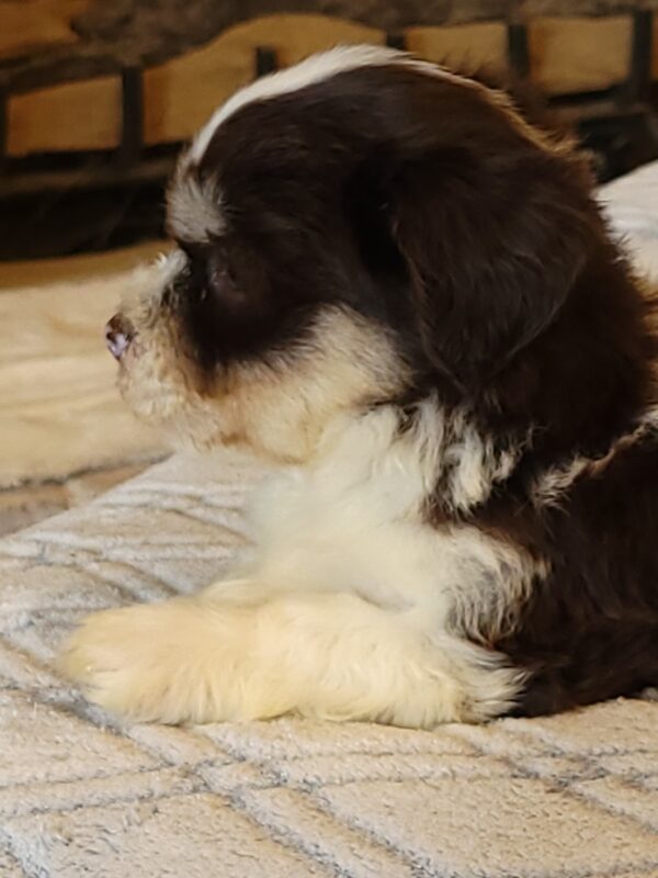 Choco's Male #2 Born 5/5/25 $2275 - Image 65