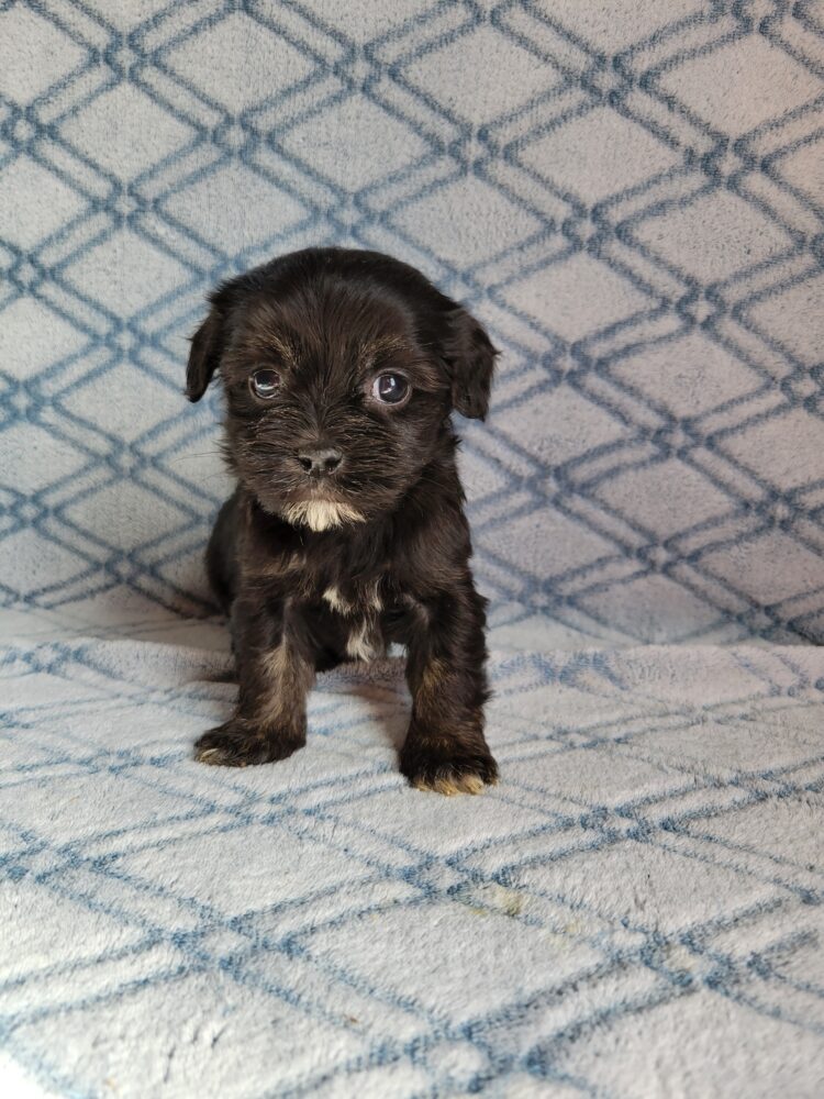 Elvira's Female #1 Born 12/19/25 $2575