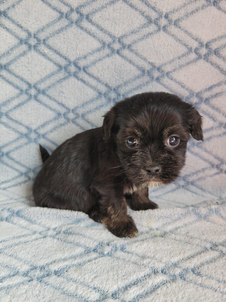 Elvira's Female #1 Born 12/19/25 $2575 - Image 3