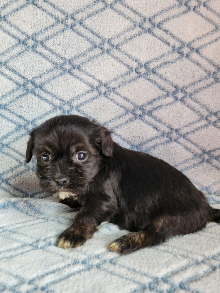 Elvira's Female #1 Born 12/19/25 $2575 - Image 4