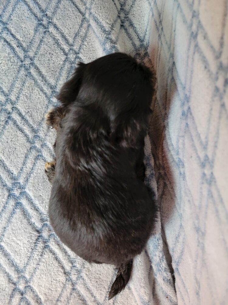 Elvira's Female #1 Born 12/19/25 $2575 - Image 5